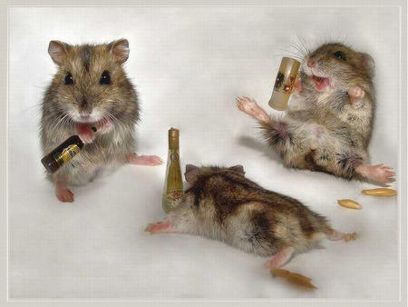 Hamster Drunk