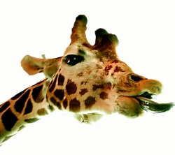 The All New Old Adventures Of George, The Hastily Revised Contrived Giraffe