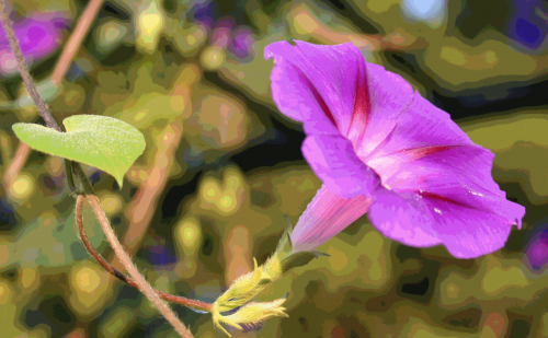 saturday morning, cartoon, random, flower, morning glory