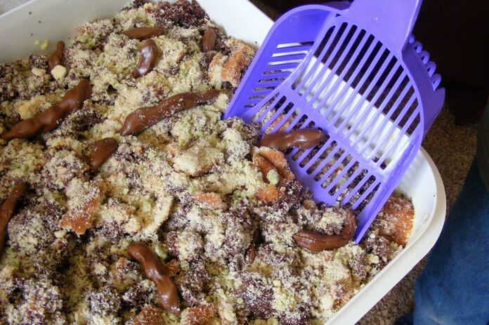 Four Worst Places To Serve Kitty Litter Cake