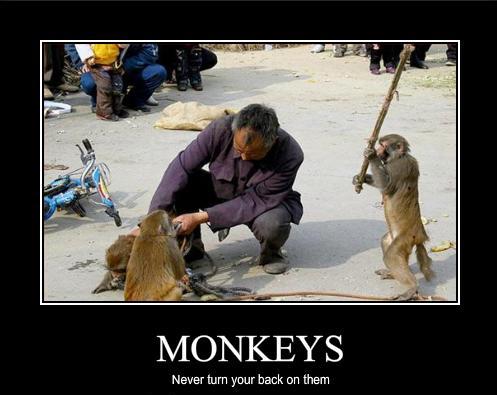 Monkey Photos