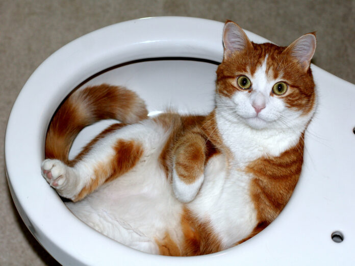 weird pet names, toilet cat