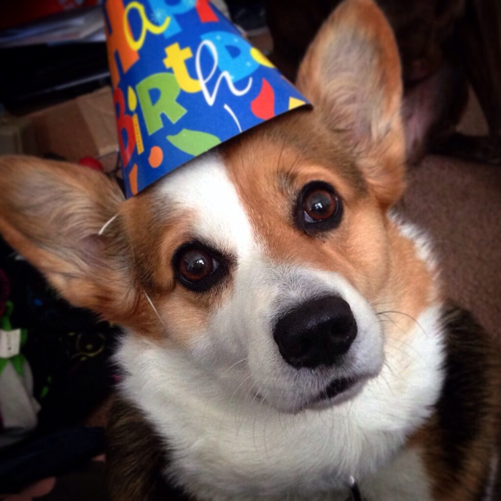 corgi selfie