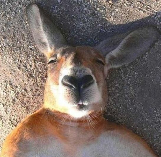 kangaroo selfie