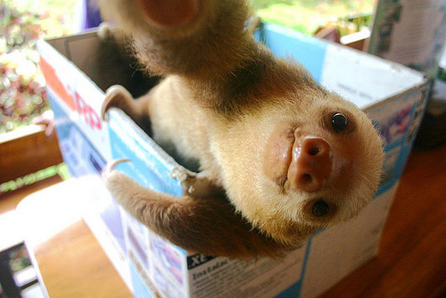 sloth selfie
