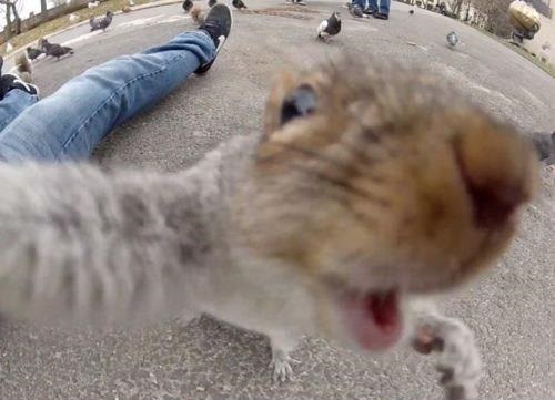 squirrel selfie, animal selfies