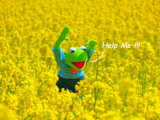 Kermit's yellow oilseed-rape