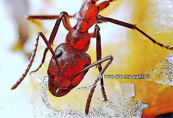 Ants Not Pants