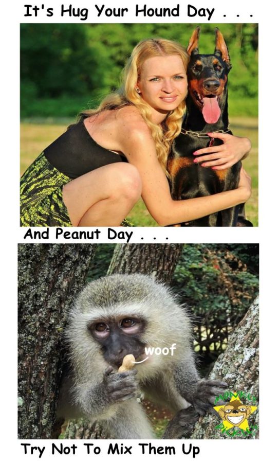 Peanut hound