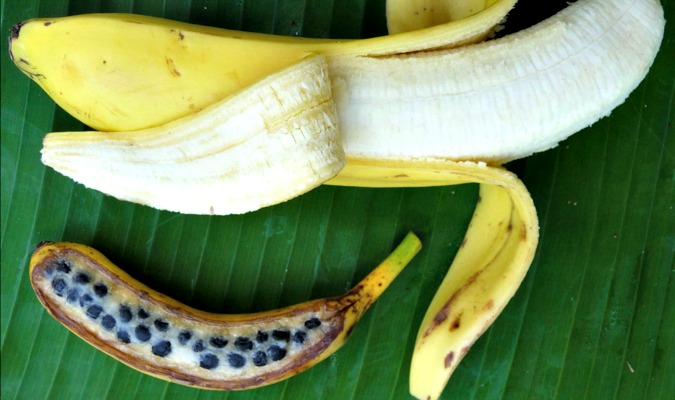 Banana Fruit, Banana Tree, Banana Seeds, Banana Anatomy, Banana Plant,