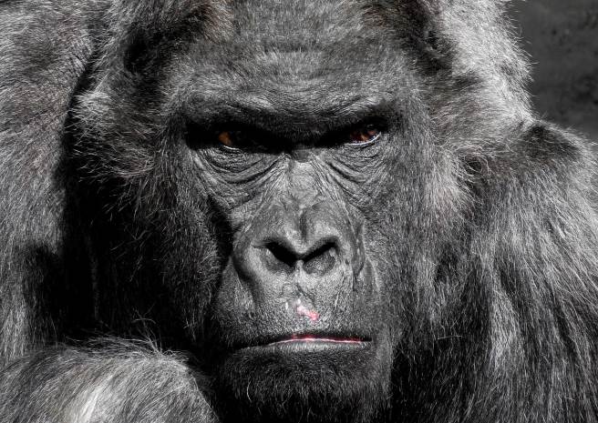 how strong is a gorilla, gorillas, monkey pickles, funny articles