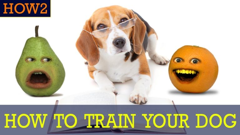 How to Train Your Dog!
Detach