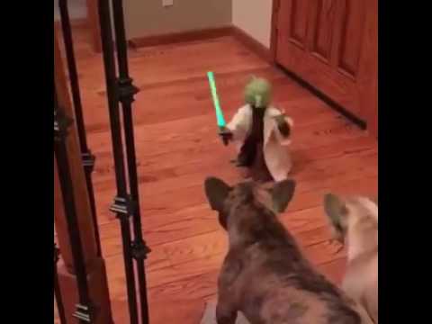French Bulldog Terrier VS Yoda legendary Jedi Master