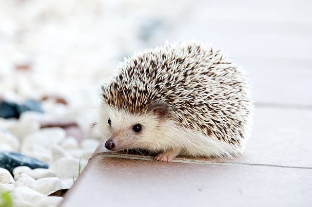 Hedgehog Mittens