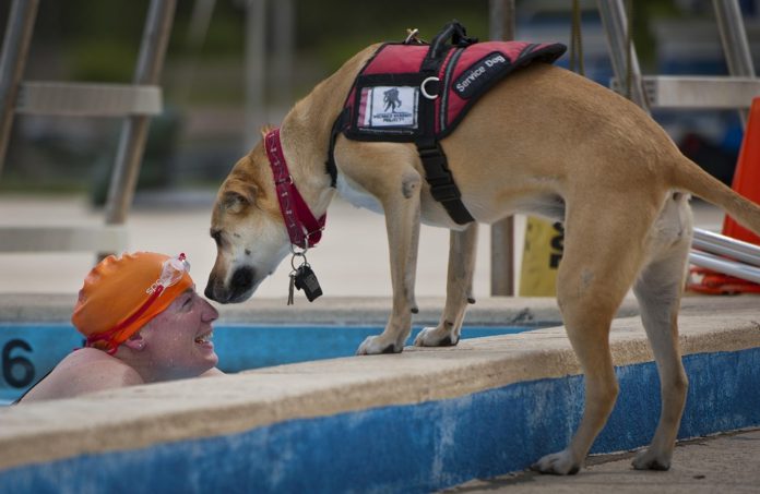 Do's and Don'ts of Service Animals