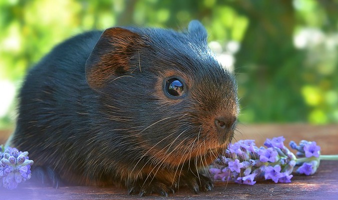 Do's and Don'ts of Guinea Pigs