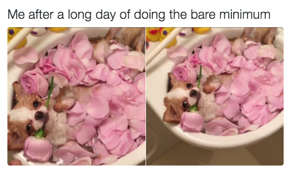 Cute dog in tub
