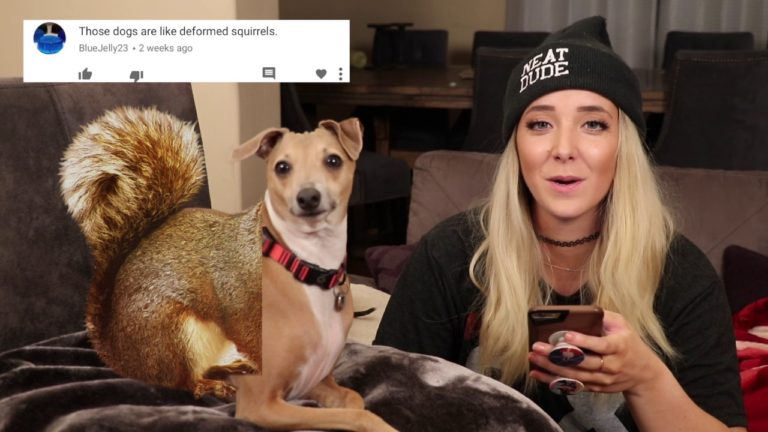 Reading Mean Comments About My Dogs | Jenna Marbles