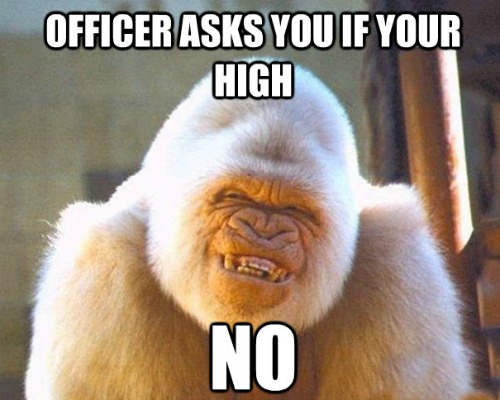 Funny Monkey Meme, Monkey Images, Funny Pictures