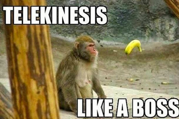 Funny Monkey Meme, Monkey Images, Funny Pictures