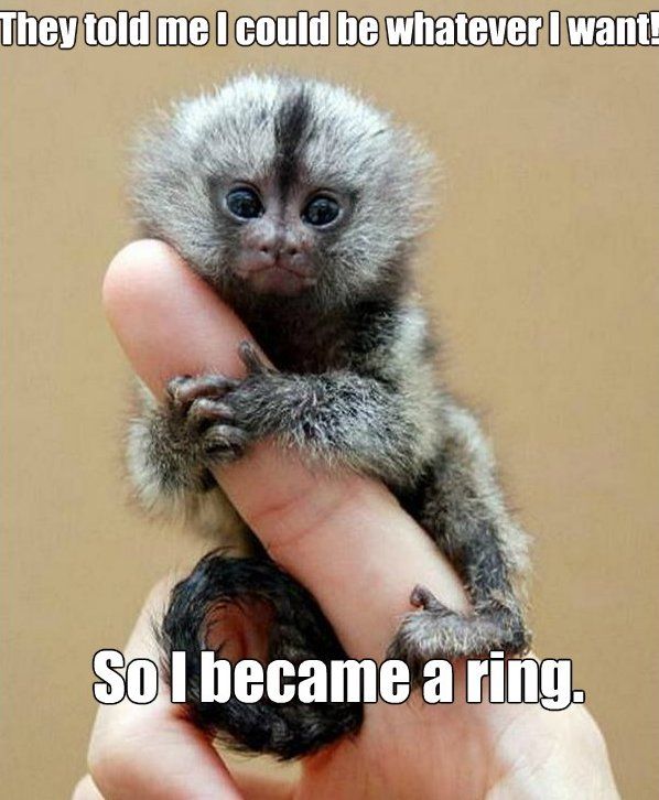 Baby Monkey Memes, Monkeys, Cute Monkeys, Baby Monkeys, Baby Animals, Memes