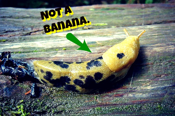 Fun Facts, Banana Slugs, Things That Look Like Bananas, Funny Animals