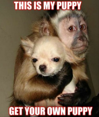 Baby Monkey Memes, Monkeys, Cute Monkeys, Baby Monkeys, Baby Animals, Memes