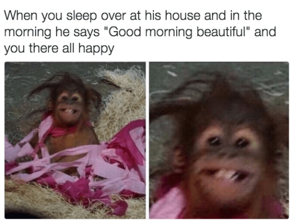 Baby Monkey Memes, Monkeys, Cute Monkeys, Baby Monkeys, Baby Animals, Memes