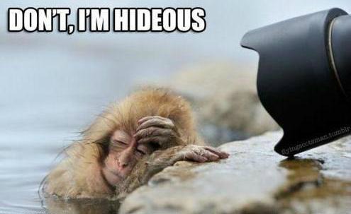 Baby Monkey Memes, Monkeys, Cute Monkeys, Baby Monkeys, Baby Animals, Memes