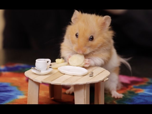 Making Tiny Things For Our Hamster – Jenna Marbles