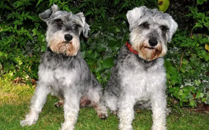 miniature schnauzers